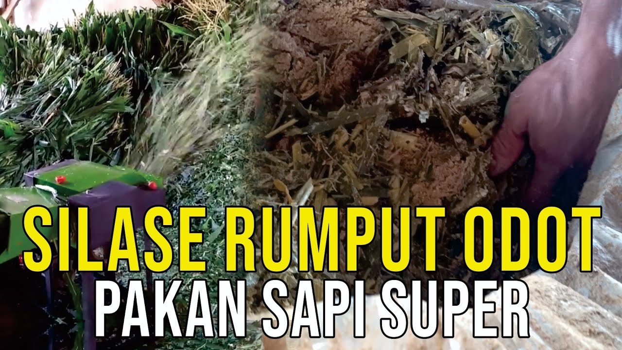 
                                 Pakan-Silase-Rumput-Odot